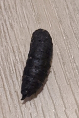 Anisota virginiensis