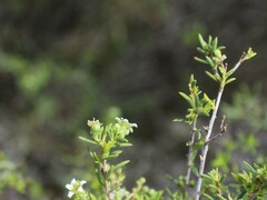 Coleonema calycinum