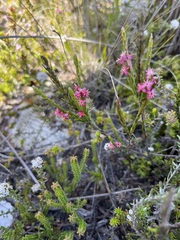 Struthiola ciliata