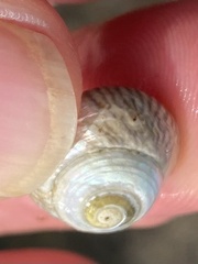 Steromphala cineraria