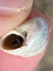 Steromphala cineraria