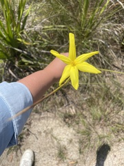 Bobartia gladiata