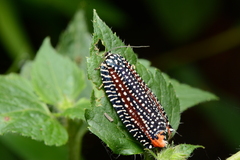 Cerace xanthocosma