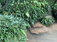 Leptochilus pteropus