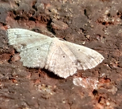 Scopula compensata
