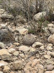 Coryphantha echinus