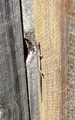 Cryptoblepharus pulcher