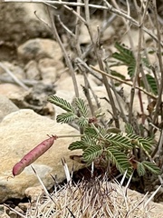 Desmanthus velutinus