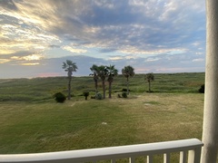 Washingtonia robusta