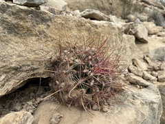 Hamatocactus hamatacanthus hamatacanthus