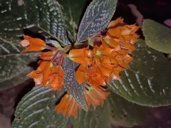 Chrysothemis pulchella