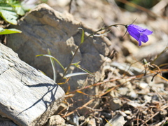 Campanula scheuchzeri