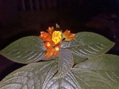 Chrysothemis pulchella