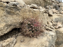 Hamatocactus hamatacanthus hamatacanthus