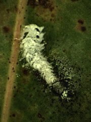 Eucalyptolyma maideni