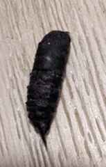 Anisota virginiensis