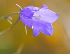 Campanula scheuchzeri