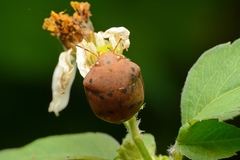 Hyperoncus lateritius
