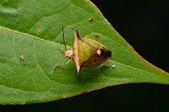 Anaca fasciata