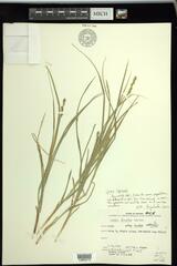 Carex leersii