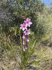 Watsonia borbonica