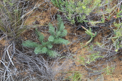 Pelargonium rapaceum