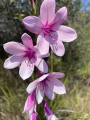 Watsonia borbonica