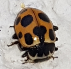 Ceratomegilla notata