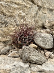 Hamatocactus hamatacanthus hamatacanthus
