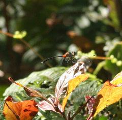 Nesogonia blackburni
