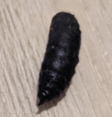 Anisota virginiensis