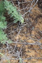 Pelargonium rapaceum