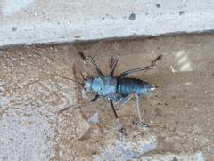 Acanthoplus discoidalis