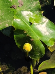Nuphar