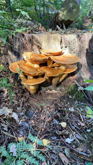 Gymnopilus