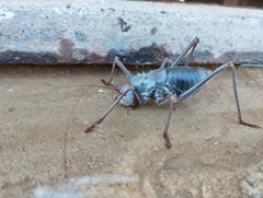 Acanthoplus discoidalis