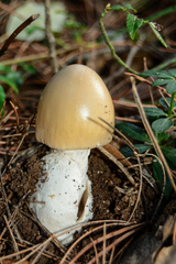 Amanita crocea