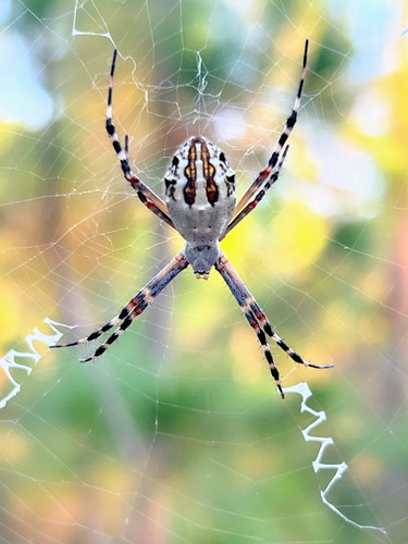 Florida Garden Spider
