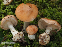 Leucocortinarius bulbiger