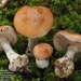 Leucocortinarius bulbiger - Photo (c) Guinberteau Jacques, algunos derechos reservados (CC BY-NC), subido por Guinberteau Jacques