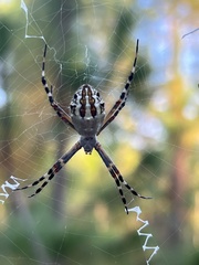 Argiope florida