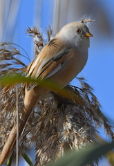 Panurus biarmicus