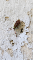 Pantilius tunicatus