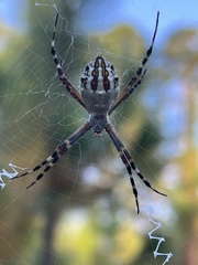 Argiope florida