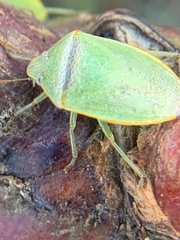 Piezodorus guildinii