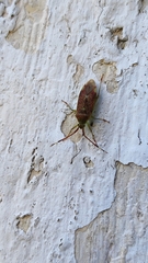 Pantilius tunicatus