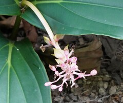 Ischiodon scutellaris