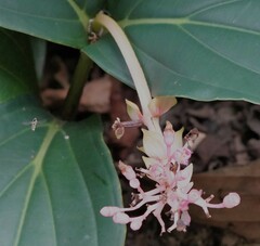 Ischiodon scutellaris