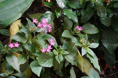 Ischiodon scutellaris