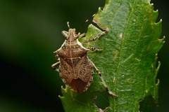 Picromerus viridipunctatus
